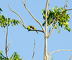 Whitsundays - Long Island Resort - Birds - Rainbow Lorikeets