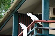 Whitsundays - Long Island Resort - Birds - Sulphur Crested Cockatoo