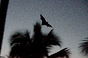Whitsundays - Long Island Resort - Sunset - Fruit Bat