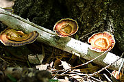 Whitsundays - Long Island Resort - Hiking - Mushrooms