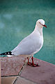 Whitsundays - Long Island Resort - Bird - Gull