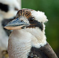 Townsville - Bird - Kookaburra
