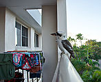Townsville - Bird - Kookaburra