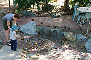 Townsville - Billabong Sanctuary - Feeding - Kangaroos - Birds - Plumed Whistling Duck - Laura - Lyra