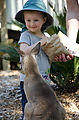 Townsville - Billabong Sanctuary - Kangaroo - Feeding - Lyra