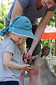 Townsville - Billabong Sanctuary - Kangaroo - Feeding - Laura - Lyra