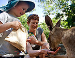 Townsville - Billabong Sanctuary - Kangaroo - Feeding - Lyra - Laura