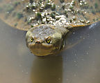 Townsville - Billabong Sanctuary - Turtle