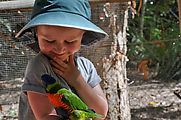 Townsville - Billabong Sanctuary - Bird - Rainbow Lorikeet - Lyra (Photo by Liz)