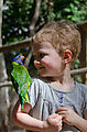 Townsville - Billabong Sanctuary - Bird - Rainbow Lorikeet - Lyra