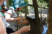 Townsville - Billabong Sanctuary - Cassowary - Feeding Grapes - Lyra