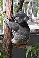 Townsville - Billabong Sanctuary - Koala (Photo by Liz)