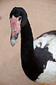 Townsville - Billabong Sanctuary - Magpie Goose