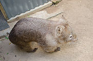 Townsville - Billabong Sanctuary - Wombat