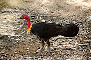 Townsville - Billabong Sanctuary - Bush Turkey