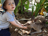 Townsville - Billabong Sanctuary - Kangaroo - Feeding - Lyra (Photo by Laura)