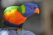Townsville - Billabong Sanctuary - Bird - Rainbow Lorikeet (Photo by Liz)