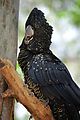 Townsville - Billabong Sanctuary - Bird - Black Cockatoo (Photo by Liz)