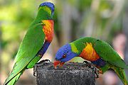 Townsville - Billabong Sanctuary - Bird - Rainbow Lorikeets (Photo by Liz)