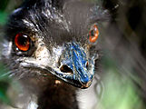 Townsville - Billabong Sanctuary - Emu (Photo by Liz)