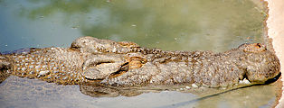 Townsville - Billabong Sanctuary - Crocodile