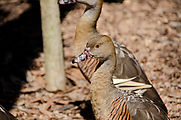 Townsville - Billabong Sanctuary - Plumed Whistling Duck