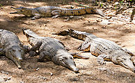 Townsville - Billabong Sanctuary - Crocodile