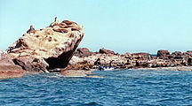 Sea Lions at "Sea Lion Island" (Los Islotes)