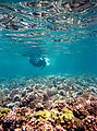 Geoff Snorkeling with Reef (Isla Espíritu Santo)