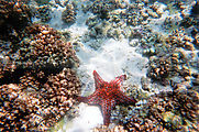 Snorkeling - Starfish on Reef (Isla Espíritu Santo)