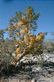 South of Puertecitos - Tree in Wash with Yellow Growths (12/31/2001 9:27 AM)