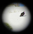 Bufeo Dunes - Turkey Vulture - Through Binoculars (12/31/2001 10:25 AM)