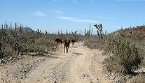 San Borja to Rosarito - Horses on Road (1/1/2002 10:38 AM)