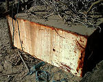 Malarrimo Beach - Driftwood Structures - Fridge - Please Don't Litter (1/2/2002 3:38 PM)