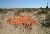 At Start of Road Heading East (from Highway 1 to up to the little town of San Francisco) - Tomatoes Dumped in Desert (1/3/2002 2:01 PM)