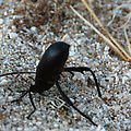 Cañon Guadalupe Area - Beetle