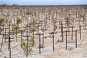 Laguna Salada - Abandoned Vineyard