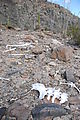 Turquoise Mine Site - Bones