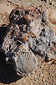 Mine with Shell Fossils near Playa Morro Blanco, Bahía San Rafael 