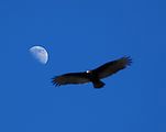 Playa Morro Blanco - Bahía San Rafael - Turkey Vulture - Moon