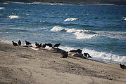 Playa Morro Blanco - Bahía San Rafael - Turkey Vultures - Dead Whale - Beach