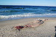 Playa Morro Blanco - Bahía San Rafael - Dead Whale - Beach