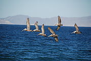 Playa Morro Blanco - Bahía San Rafael - Pelicans