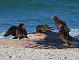 Playa Morro Blanco - Bahía San Rafael - Beach - Turkey Vultures - Dead Whale