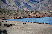 Playa Morro Blanco - Bahía San Rafael - Turkey Vultures