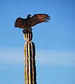 Playa Morro Blanco - Bahía San Rafael - Turkey Vulture on Cactus