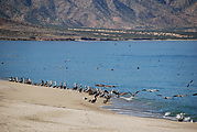 Playa Morro Blanco - Bahía San Rafael - Pelicans