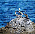 Punta Ballena on Playa Morro Blanco - Bahía San Rafael - Punta Ballena - Pelicans