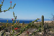 Punta Ballena on Playa Morro Blanco - Bahía San Rafael - Ocotillo Flowers