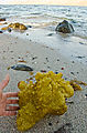 Las Animas - Beach - Camping - Seaweed